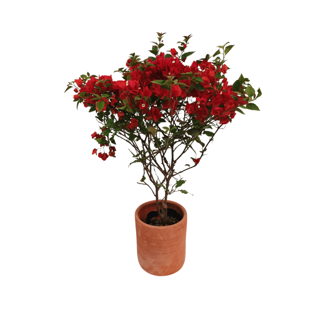 Bugambillia - Imagen 8