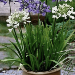 Plantas con flores | Bolaverde Peru