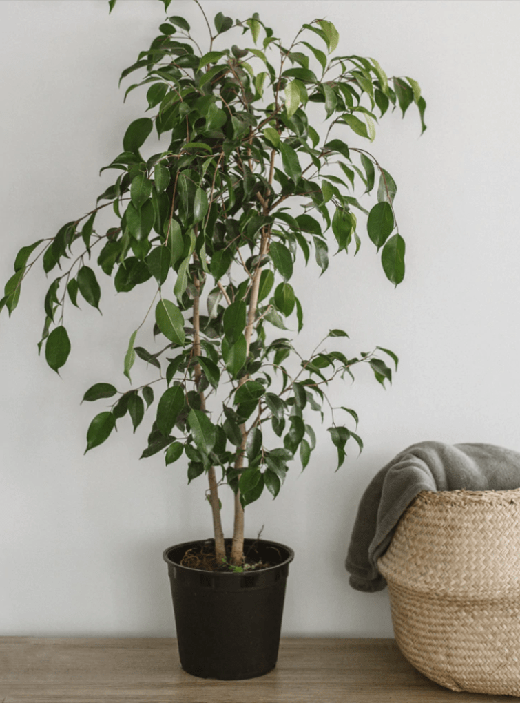 Ficus Benjamína( árbol) | Bolaverde Peru