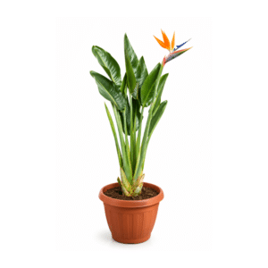 Strelitzia o Ave del Paraíso