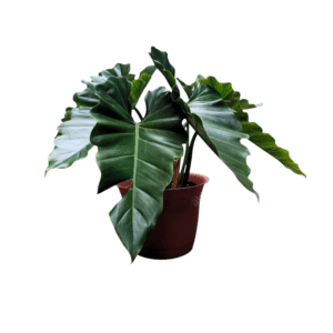 Alocasia Portodora