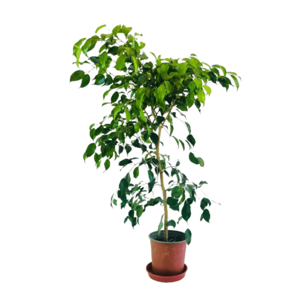 Ficus Benjamína( árbol)