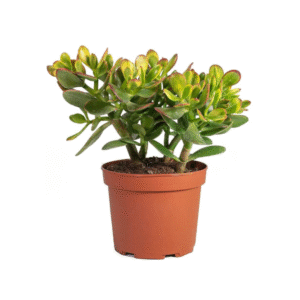 Jade - Planta de la Abundancia