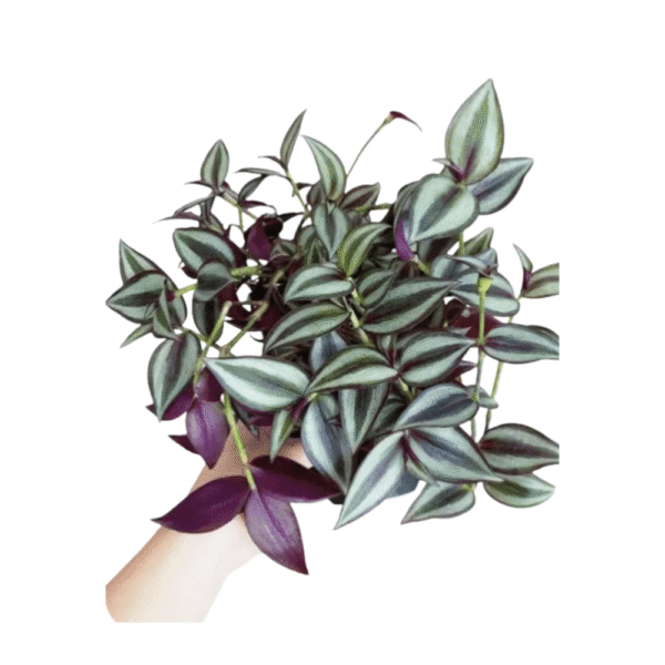 Tradescantia Zebrina - Orejita de Conejo Morada