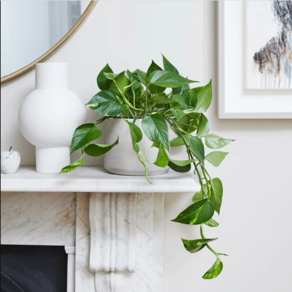 Boa o Pothos Larga - Planta Colgante - Imagen 2