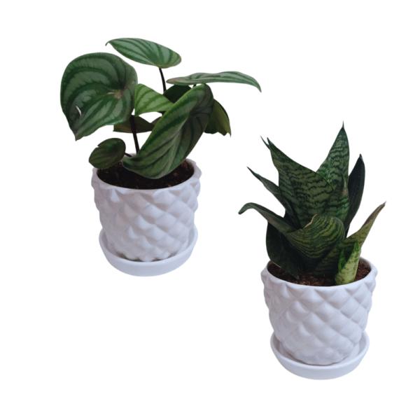 Pack Escritorio: Sanseviera Enana + Peperomia Sandia