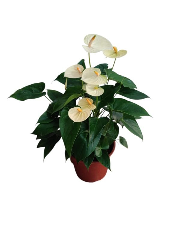 Anturio Blanco Grande