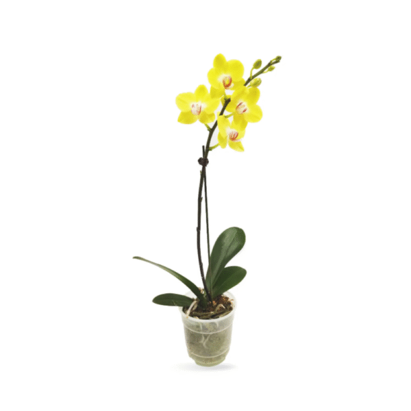 Orquídea Blanca - 6 Tallos - 3 colores - Imagen 3