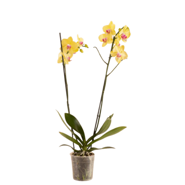 Orquídea Amarilla - 2 Tallos