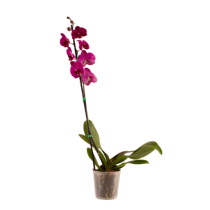 Orquídea Fucsia