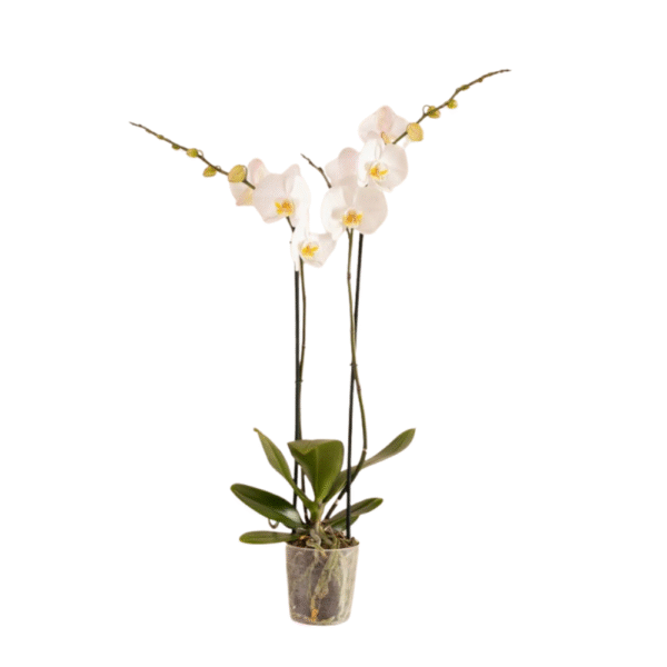 Orquídea Blanca - 2 Tallos