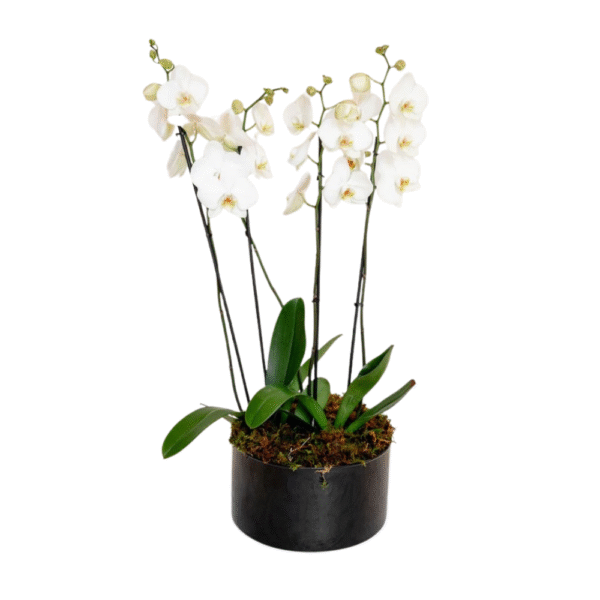 Orquídea Blanca - 4 Tallos