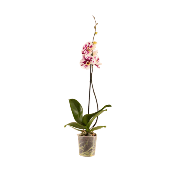 Orquídea Blanca - 6 Tallos - 3 colores - Imagen 6