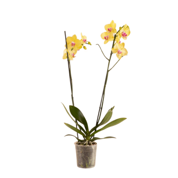 Orquídea Blanca - 6 Tallos - 3 colores