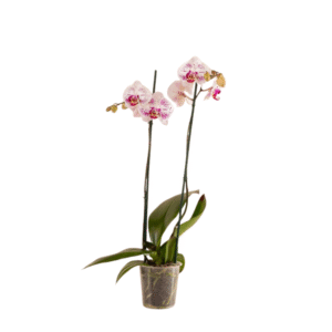 Orquídea jaspeada - 2 tallos