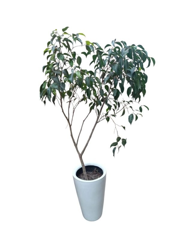 Pack : Ficus Benjamina + Maceta Lápiz de fibra de vidrio
