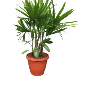 Palmera Rafi o Raphi