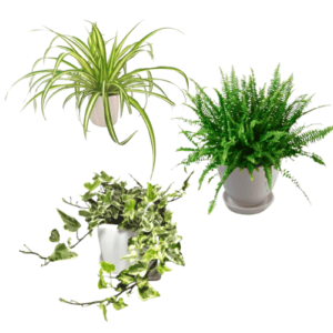 Pack Mirella : Cinta + Helecho + Hiedra Jaspeada en maceta blanca