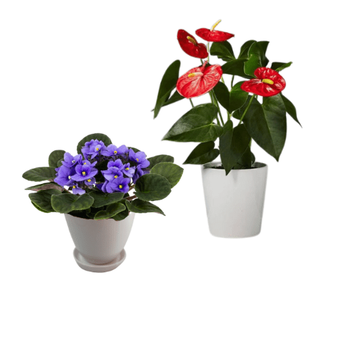 Pack Miki: Anturio Rojo + Violeta Africana en maceta blanca