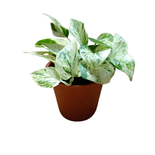Boa o Pothos Variegada