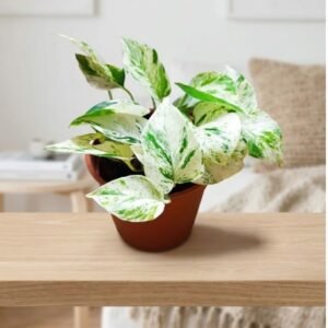 Boa o Pothos Variegada