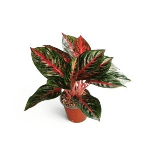 Aglaonema Roja