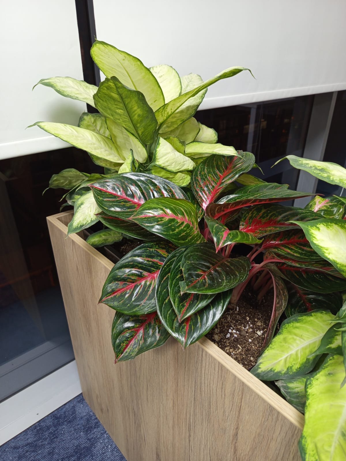 Aglaonema Roja - Imagen 2