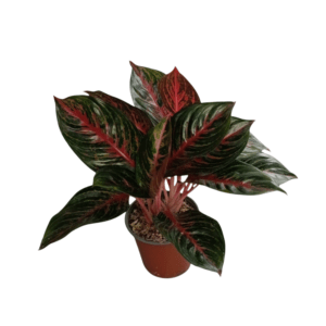 Aglaonema Roja