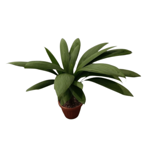Palmera Brasileña o Curculigo capitulata