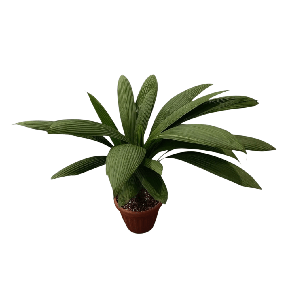 Palmera Brasileña o Curculigo capitulata