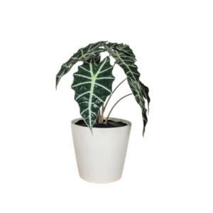 Alocasia Amazónica Polly
