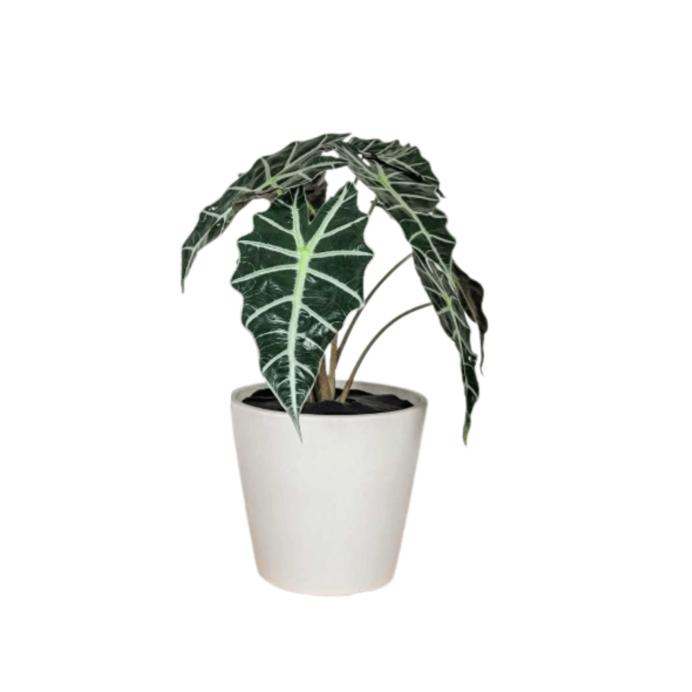 Alocasia Amazónica Polly