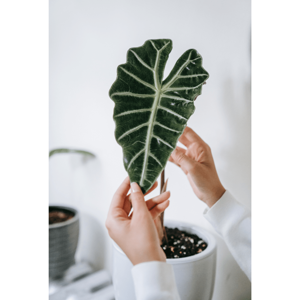 Alocasia Amazónica Polly - Imagen 2